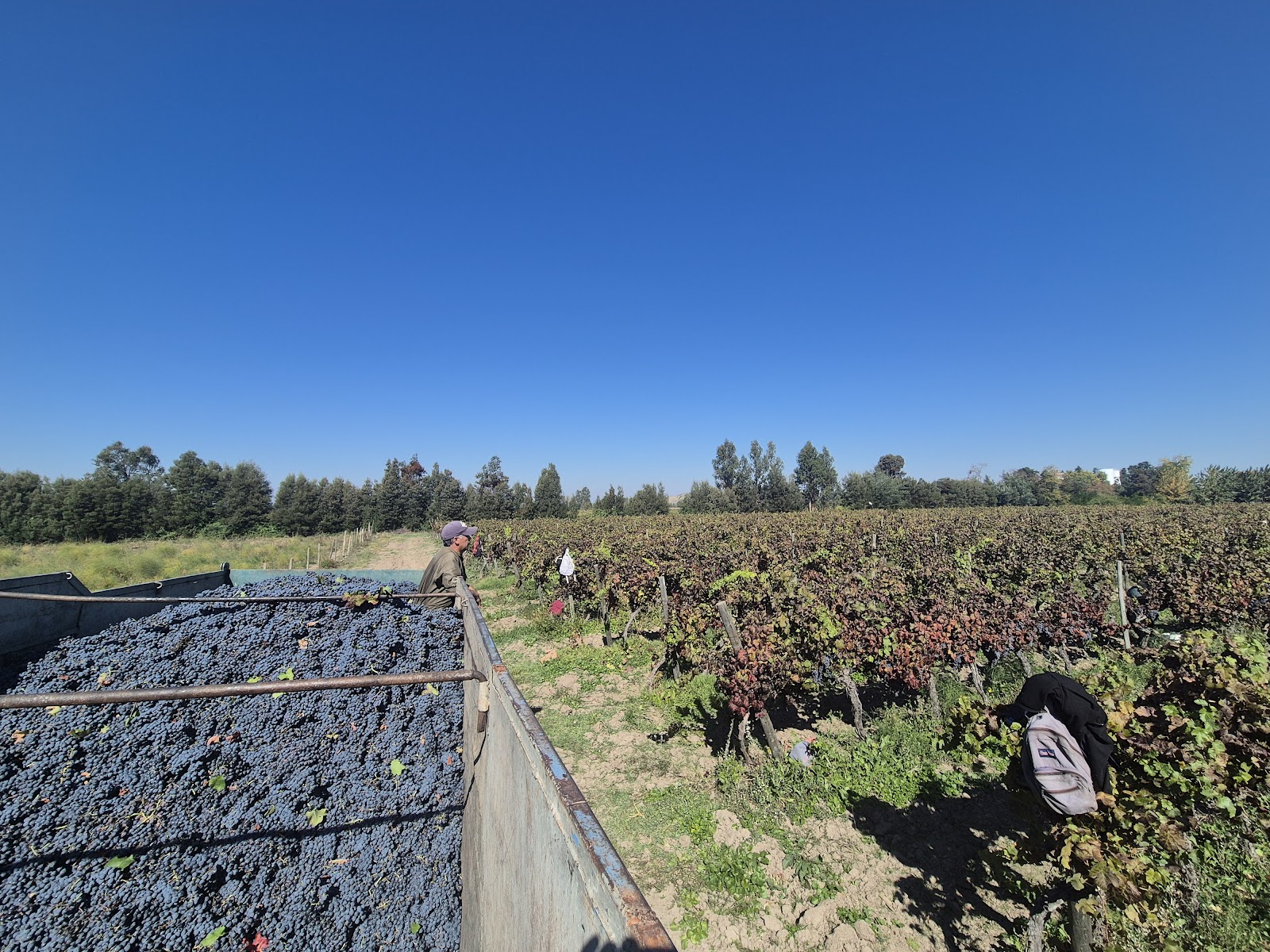 Carménère Casa Severino